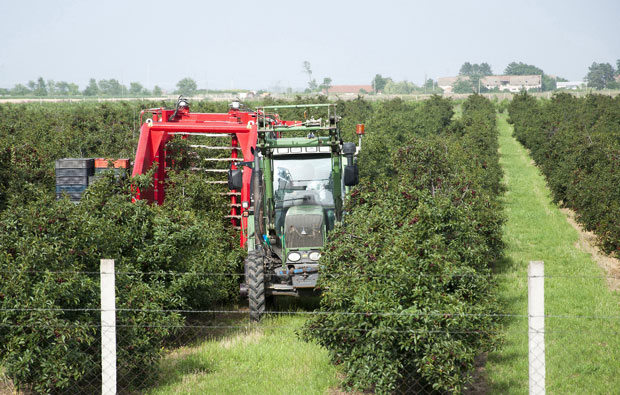 Комбајн уместо берача
